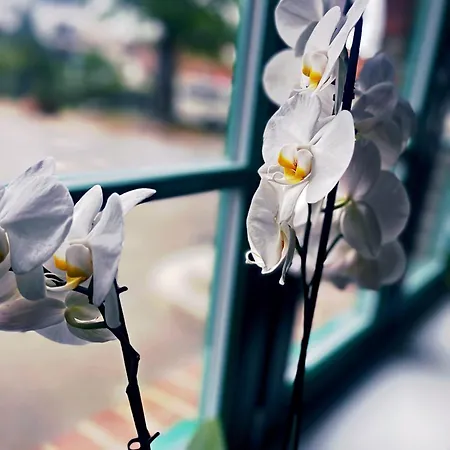 酒店 Altes Gutshaus 克林克